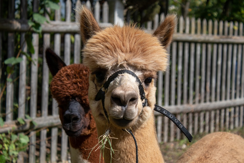 llama