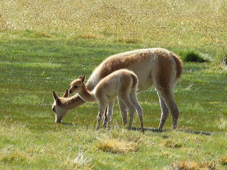 llama