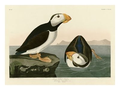 large billed puffin painting by John James Audubon